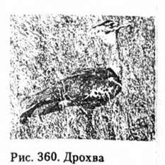 дрохва