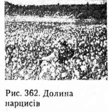 долина нарцисів