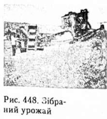 зібраний урожай