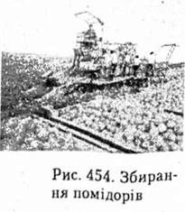 збирання помідорів